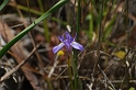0874 Iris sisyrinchium